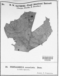 Monochaetia monochaeta image